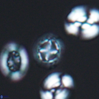 Prediscosphaera cretacea 12973