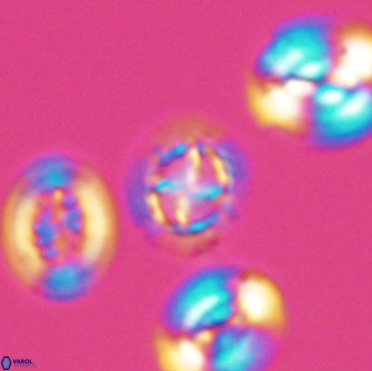 Prediscosphaera cretacea 12974