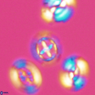 Prediscosphaera cretacea 12976