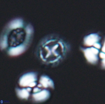 Prediscosphaera cretacea 12977