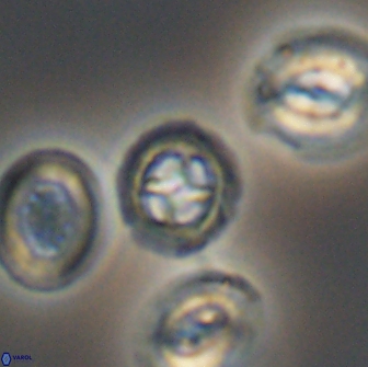Prediscosphaera cretacea 12980