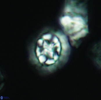 Prediscosphaera cretacea 3070