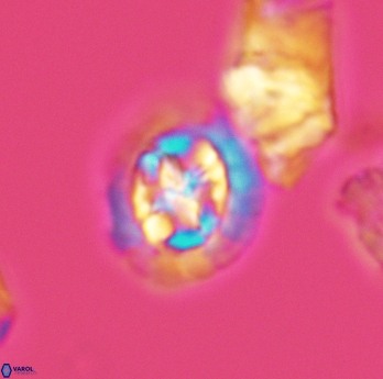 Prediscosphaera cretacea 3071