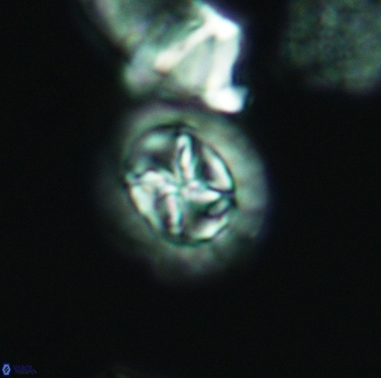 Prediscosphaera cretacea 3073