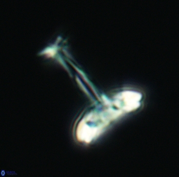 Prediscosphaera cretacea 3082