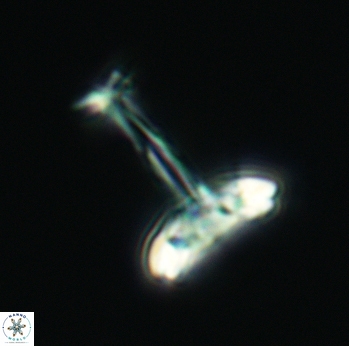 Prediscosphaera cretacea 3082