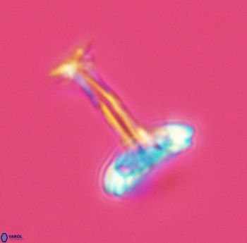 Prediscosphaera cretacea 3083