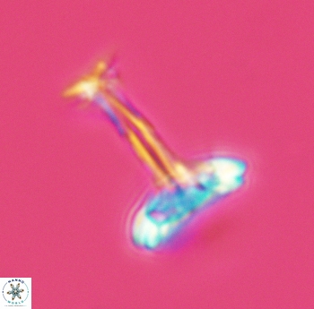 Prediscosphaera cretacea 3083