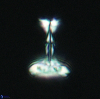 Prediscosphaera cretacea 3085
