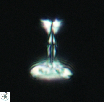 Prediscosphaera cretacea 3085