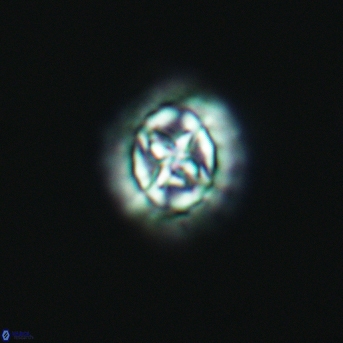 Prediscosphaera cretacea 3013