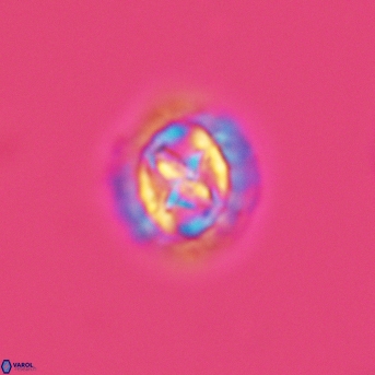 Prediscosphaera cretacea 3014