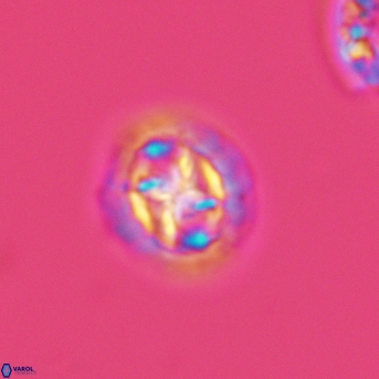 Prediscosphaera cretacea 3015