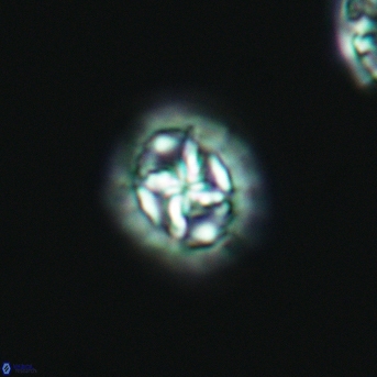 Prediscosphaera cretacea 3016