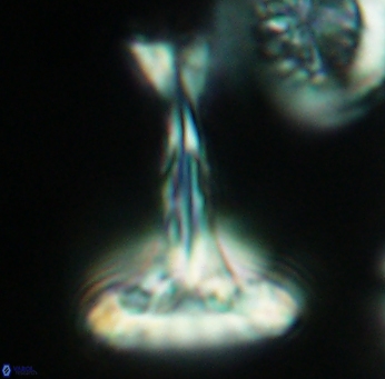 Prediscosphaera cretacea 3844