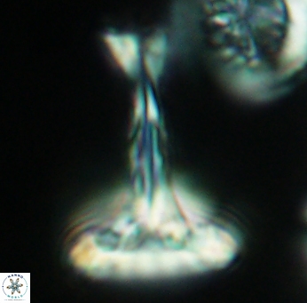 Prediscosphaera cretacea 3844