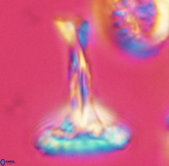 Prediscosphaera cretacea 3845