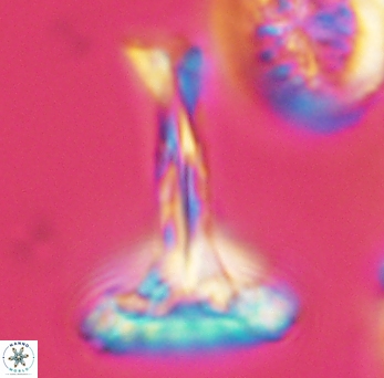 Prediscosphaera cretacea 3845