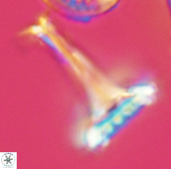 Prediscosphaera cretacea 3846