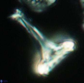 Prediscosphaera cretacea 3847
