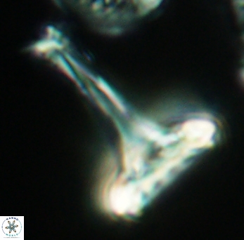 Prediscosphaera cretacea 3847