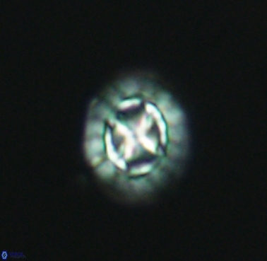 Prediscosphaera cretacea 4215