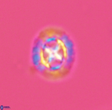Prediscosphaera cretacea 4216