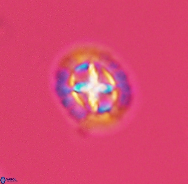 Prediscosphaera cretacea 4217