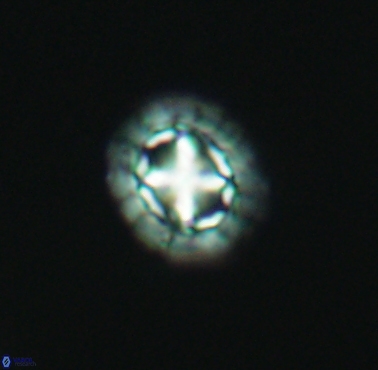 Prediscosphaera cretacea 4218