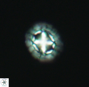 Prediscosphaera cretacea 4218
