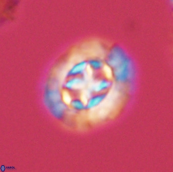 Prediscosphaera cretacea 52297