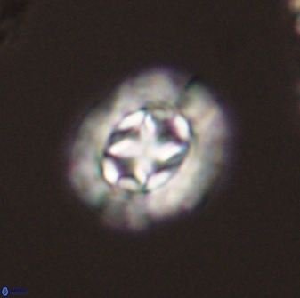 Prediscosphaera cretacea 52298