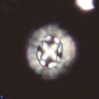 Prediscosphaera cretacea 52299
