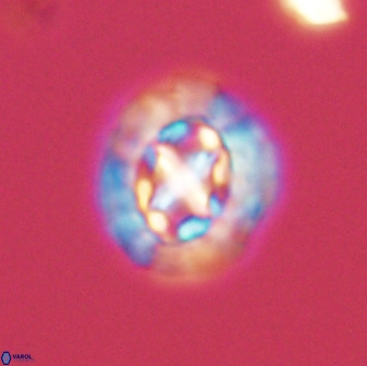 Prediscosphaera cretacea 52300