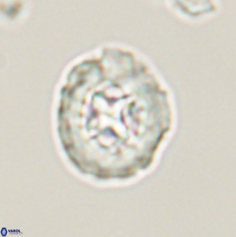 Prediscosphaera cretacea 52305