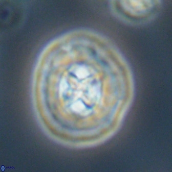 Prediscosphaera cretacea 52306