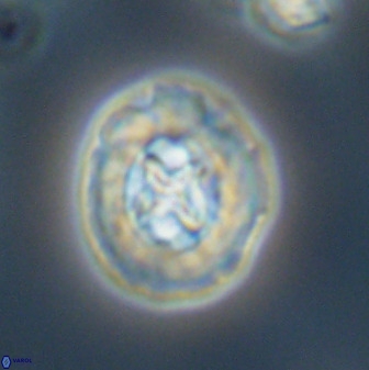 Prediscosphaera cretacea 52307