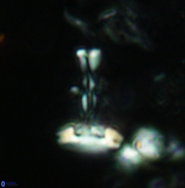 Prediscosphaera cretacea 6056