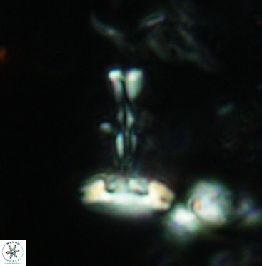 Prediscosphaera cretacea 6056