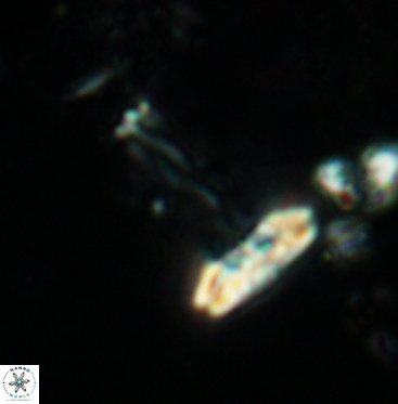 Prediscosphaera cretacea 6058