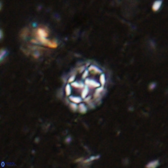 Prediscosphaera cretacea VR 21435