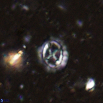 Prediscosphaera cretacea VR 21436