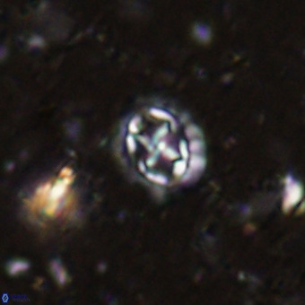 Prediscosphaera cretacea VR 21439