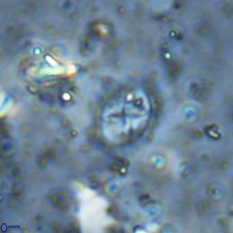 Prediscosphaera cretacea VR 21449