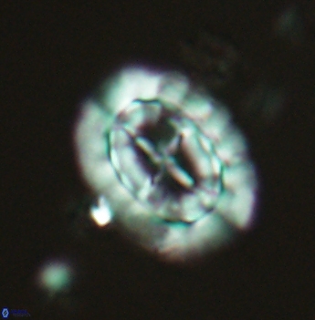 Prediscosphaera arkhangelskyi 4885