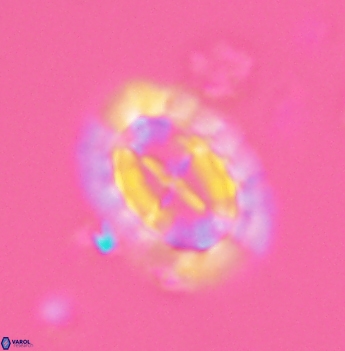Prediscosphaera arkhangelskyi 4886