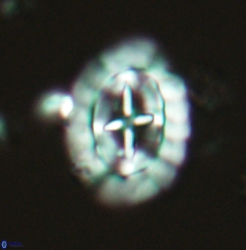 Prediscosphaera arkhangelskyi 4881