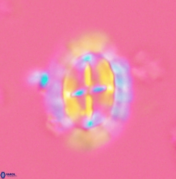 Prediscosphaera arkhangelskyi 4882