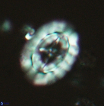 Prediscosphaera arkhangelskyi 4883