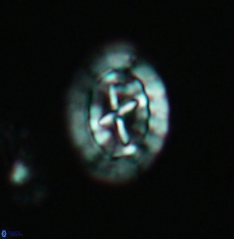 Prediscosphaera arkhangelskyi 4917